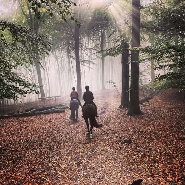 Söderåsens Nationalpark: 2,5h horse back ride - Discover the 2.5-Hour Horseback Ride in Söderåsens National Park
