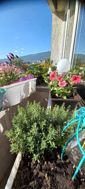 Sofia: 1980s Communism-Era Dinner with Local Host - The Beverage Choices and Cultural Significance