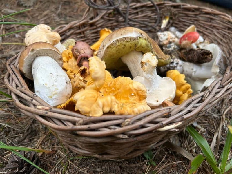 Sofia: Culinary Adventure To The Fungi And Botanical Kingdom - Sofia: Culinary Adventure to the Fungi and Botanical Kingdom