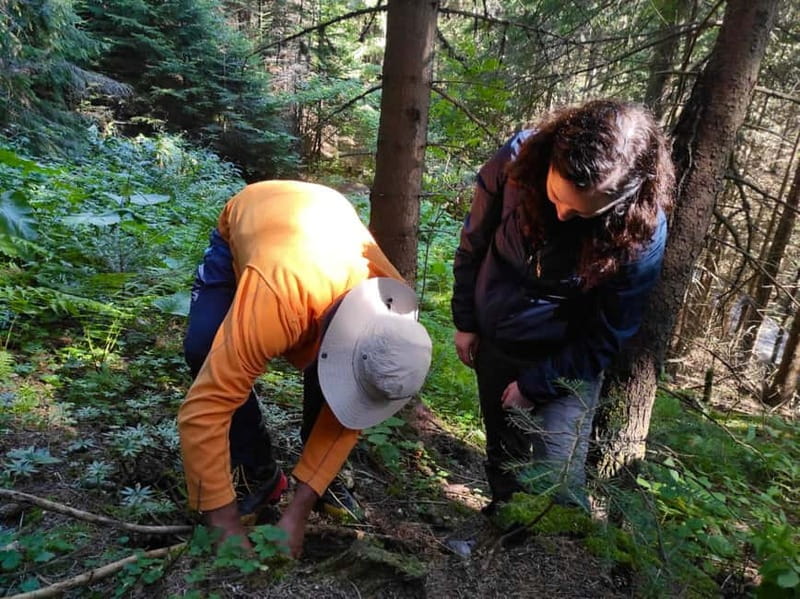 Sofia: Culinary Adventure To The Fungi And Botanical Kingdom - Key Points