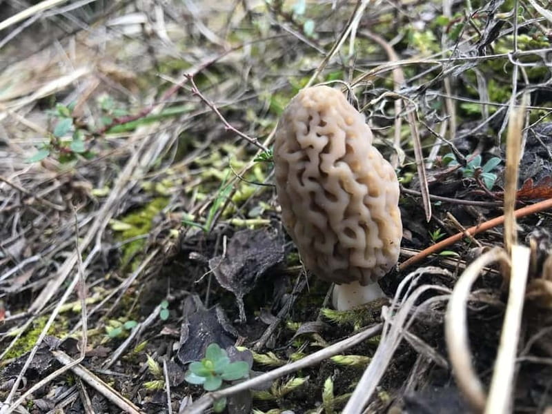 Sofia: Culinary Adventure To The Fungi And Botanical Kingdom - Mushroom and Botanical Photo Safari in Lozen Mountain