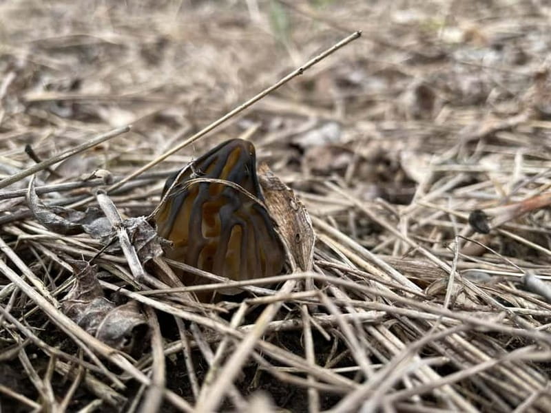 Sofia: Culinary Adventure To The Fungi And Botanical Kingdom - Picnic Lunch in the Heart of Bulgaria’s Wilderness