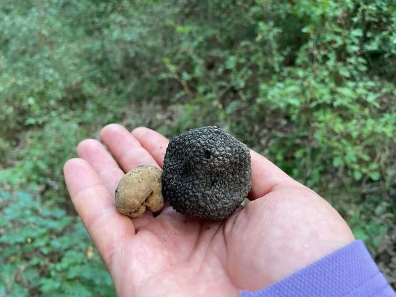 Sofia: Culinary Adventure To The Fungi And Botanical Kingdom - Practical Details: Meeting, Transport, and Group Size