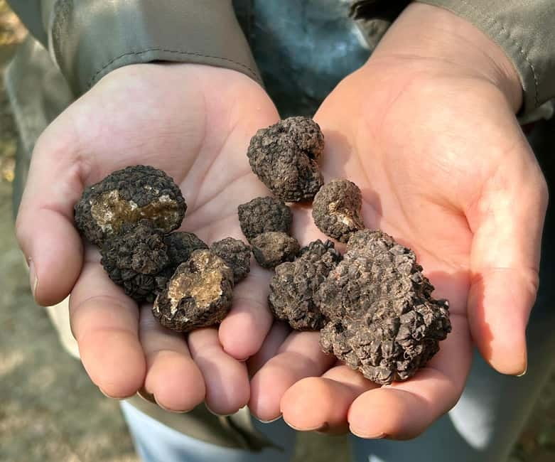 Sofia: Culinary Adventure To The Fungi And Botanical Kingdom - Food and Drink: Highlights of the Picnic