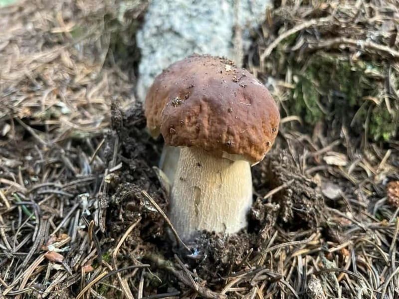 Sofia: Culinary Adventure To The Fungi And Botanical Kingdom - Accessibility and Suitability