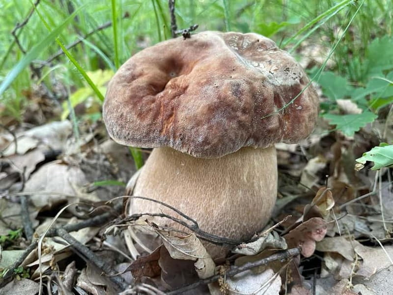 Sofia: Culinary Adventure To The Fungi And Botanical Kingdom - Booking and Cancellation Policies