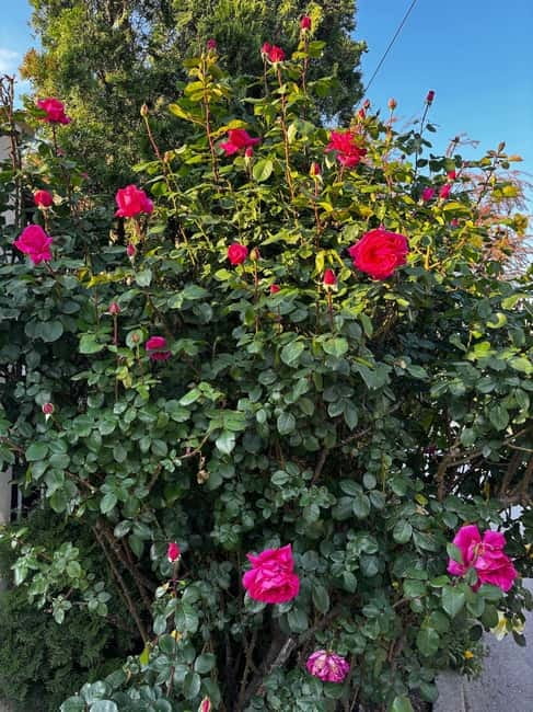 Sofia Kazanluk Rose Valley & Oil Distillery Tour - Discover Bulgaria’s Floral Treasure on the Sofia Kazanluk Rose Valley & Oil Distillery Tour