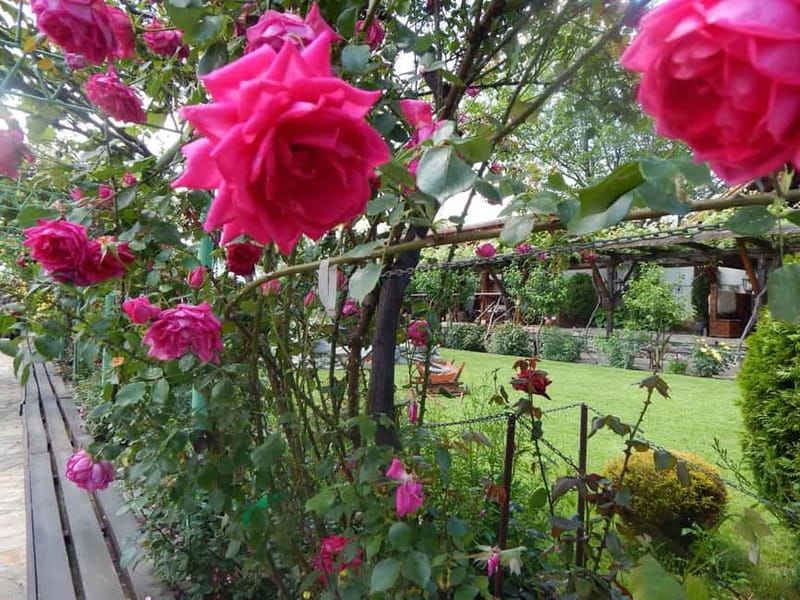 Sofia Kazanluk Rose Valley & Oil Distillery Tour - Visiting the Kazanlak Rose Museum and Its Cultural Significance