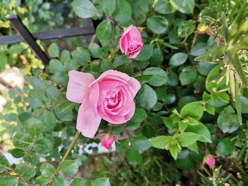 Sofia Kazanluk Rose Valley & Oil Distillery Tour - Practical Details: Meeting Point, Group Size, and Booking