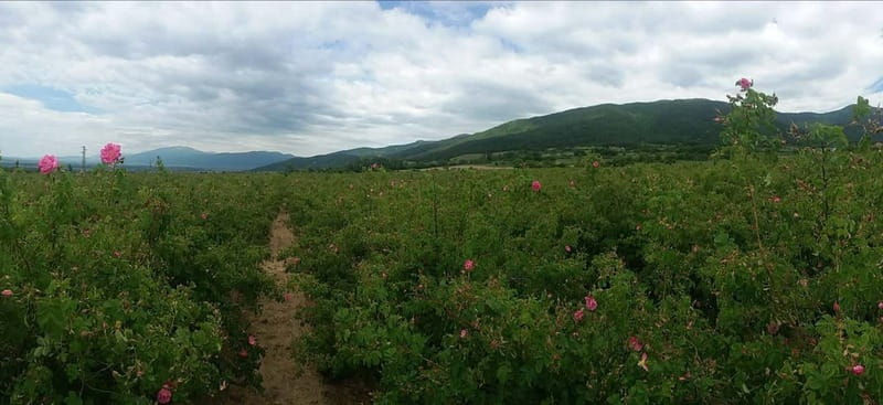 Sofia Kazanluk Rose Valley & Oil Distillery Tour - Who Will Enjoy This Tour?