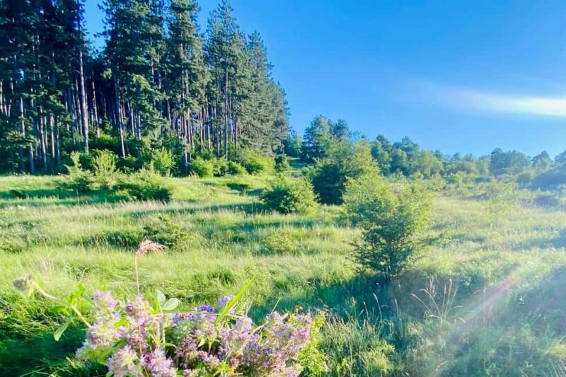 Sofia: The Beauty of the Countryside with a Homemade Lunch - Discover the Charm of Bulgarias Countryside Near Sofia