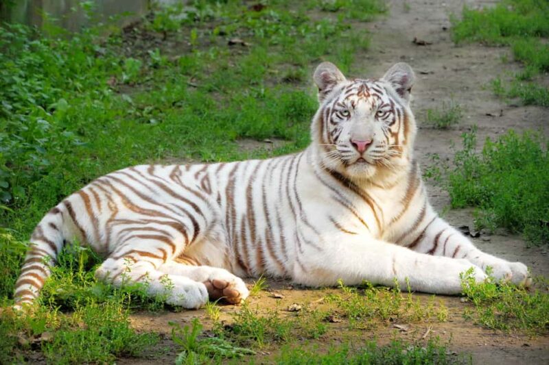 Sofia: Zoo Entry Ticket with Hotel Pickup and Lunch - Explore Sofia Zoo with Comfort and Convenience