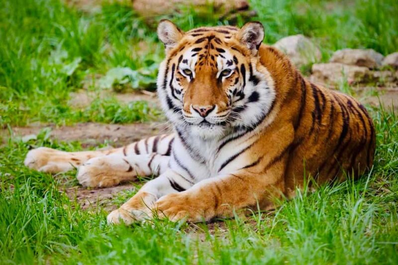 Sofia: Zoo Entry Ticket with Hotel Pickup and Lunch - Discovering Sofia Zoo’s Exhibits and Animal Habitats