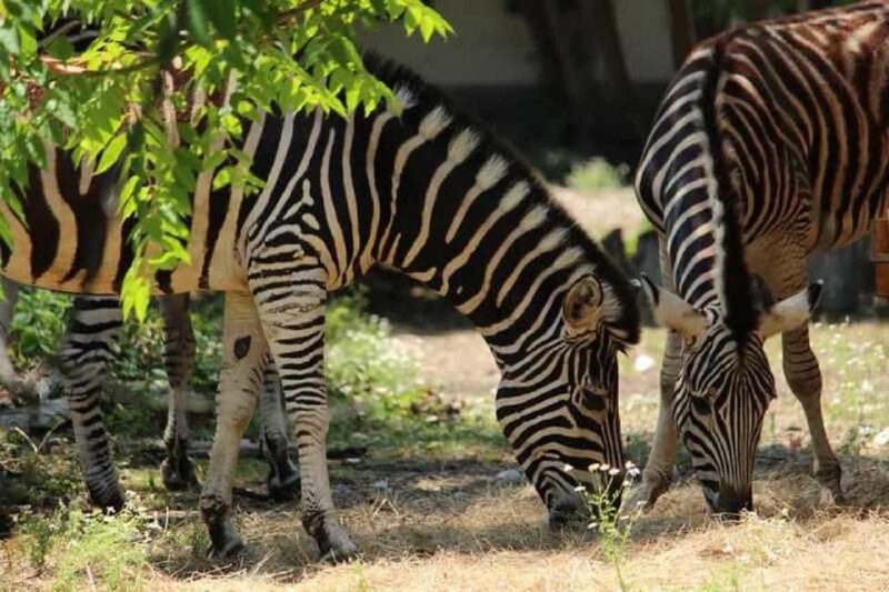 Sofia: Zoo Entry Ticket with Hotel Pickup and Lunch - Engaging with the Playful Monkeys