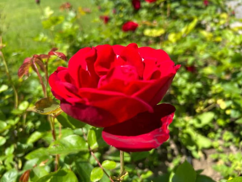 Sofia:The Highlights of Bulgaria - Rose Valley and Buzludzha - The Unique Buzludzha Monument and Its Historical Significance