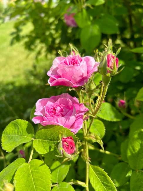 Sofia:The Highlights of Bulgaria - Rose Valley and Buzludzha - Comparing the Experience to Other Bulgarian Tours