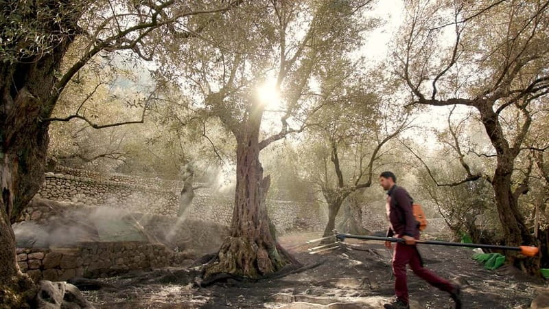 Sóller: Olive Oil Guided Tour and Tasting at Can Det Estate - Practical Details: Meeting Point and Tour Timing