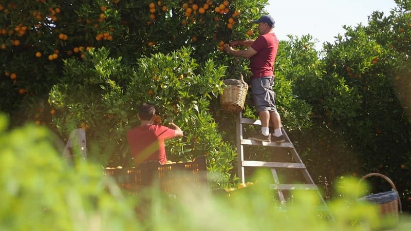 Sóller: Olive Oil Guided Tour and Tasting at Can Det Estate - Who Should Consider This Tour