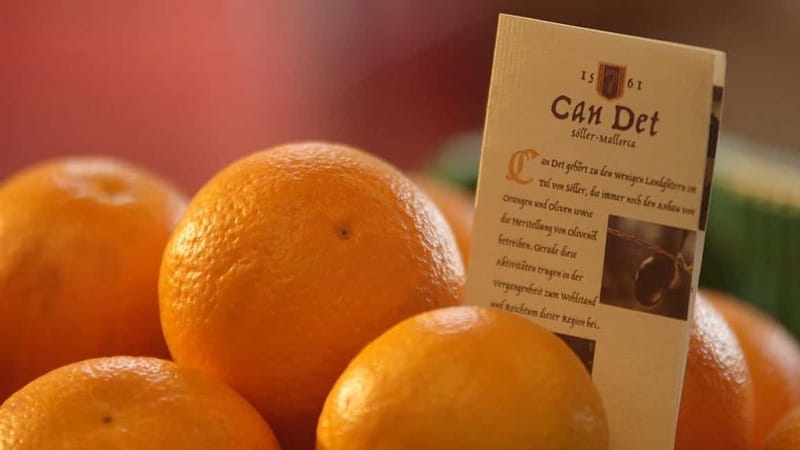 Sóller: Olive Oil Guided Tour and Tasting at Can Det Estate - Final Thoughts on the Can Det Olive Oil Tour