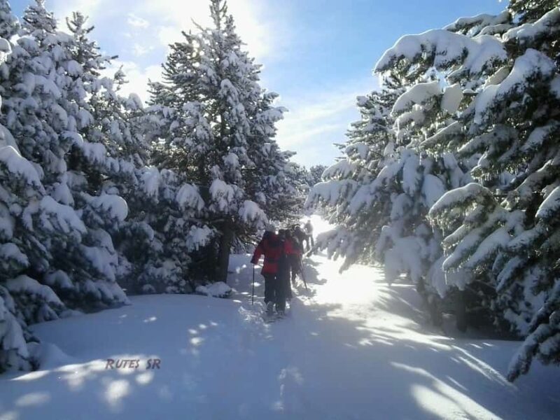 Solsonès: Guided Snowshoe Hike in Port del Comte - Key Points