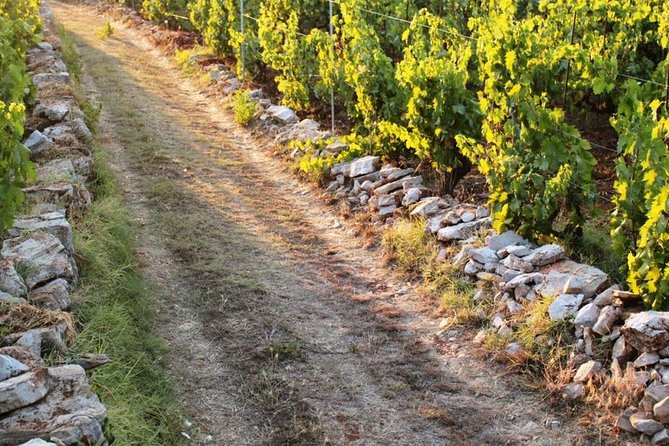 Solta Island: Self-Guided Bike Tour from Split - Key Points