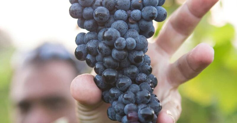 Solvang: Santa Ynez Valley Wine Tours w/ Lunch & Tastings - Visiting Three Small Artisan Wineries in Santa Ynez