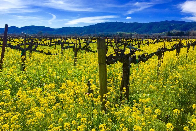 Sonoma & Healdsburg Wine Tours - The Wineries and Tastings You Might Visit