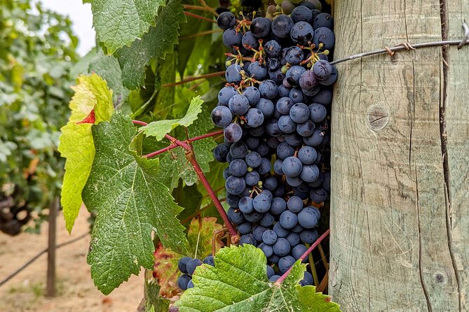 Sonoma Scavenger Hunt Walking Tour & Game - Family-Friendly and Suitable for All Ages