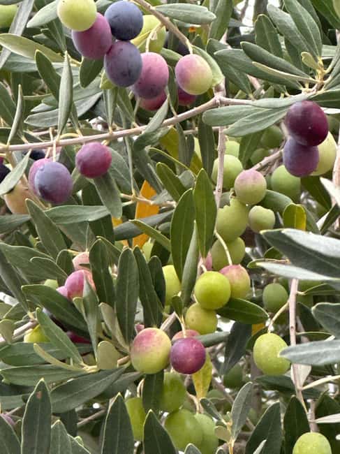 Sonoma: Sonoma Plaza Walking Tour - Key Points