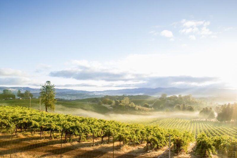 Sonoma Valley: Guided Winery Tour with Picnic Lunch - Logistics and Small Group Comfort