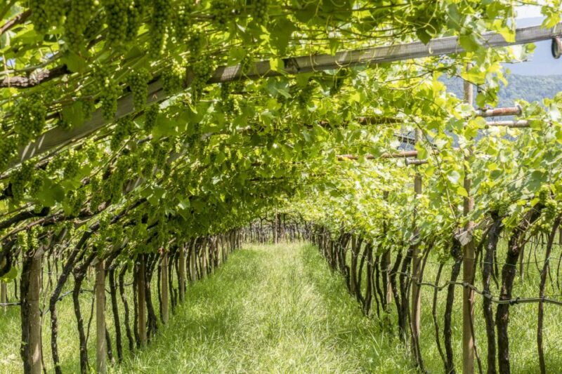 Sonoma Valley: Guided Winery Tour with Picnic Lunch - Cost and Value for the Experience