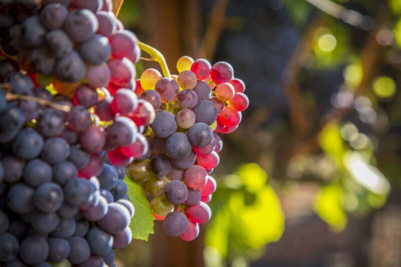 Sonoma Valley: Guided Winery Tour with Picnic Lunch - The Sum Up: An Authentic and Scenic Sonoma Winery Experience