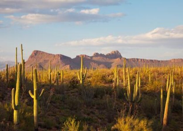 Sonoran Desert, Guided UTV Sand Buggy Adventure Tour Phoenix - Exciting Guided UTV Sand Buggy Tour in Phoenix’s Sonoran Desert for $180