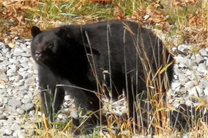 Sooke to Port Renfrew: Wild Pacific Adventure - Walking through Avatar Grove’s Ancient Forests