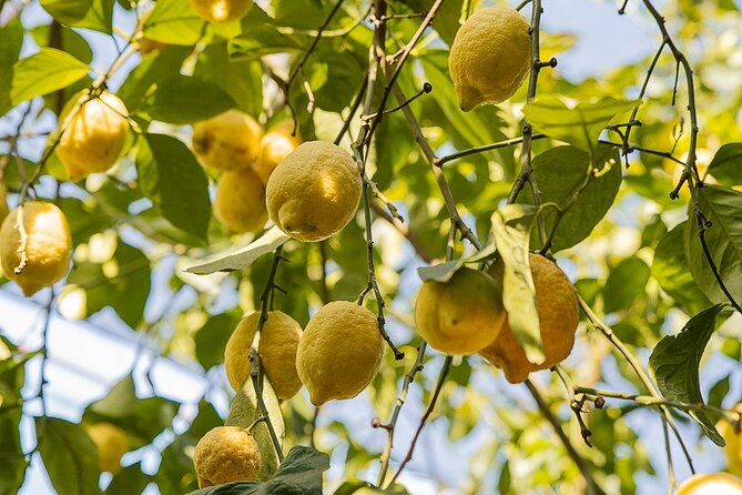 Sorrento Ape Tour, Lemon Garden, Mozzarella Show & Pizza Class - Food and Drink Highlights