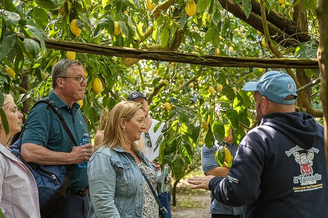 Sorrento Ape Tour, Lemon Garden, Mozzarella Show & Pizza Class - The Unique Experience of the Ape Calessino Ride
