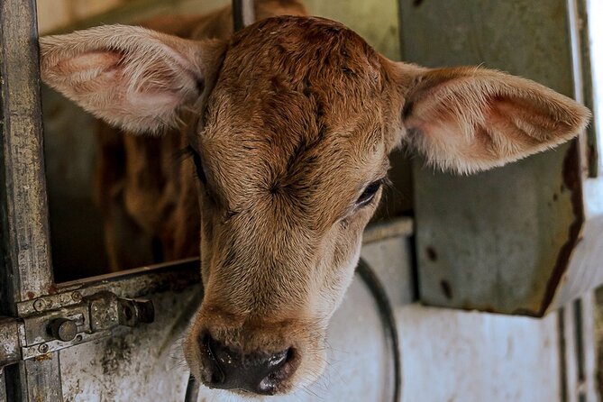 Sorrento Ape Tour, Lemon Garden, Mozzarella Show & Pizza Class - The Educational and Cultural Value