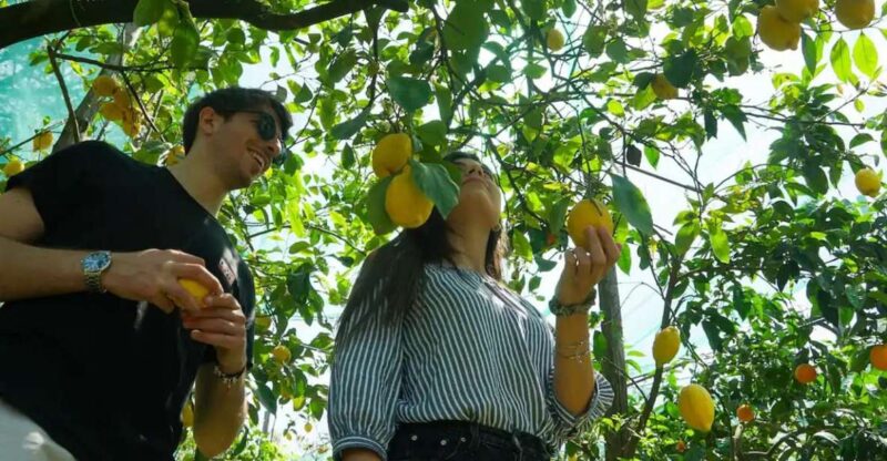 Sorrento: Authentic Lemon Experience in a Farm with Tastings - Exploring the Lemon Groves of Sorrento