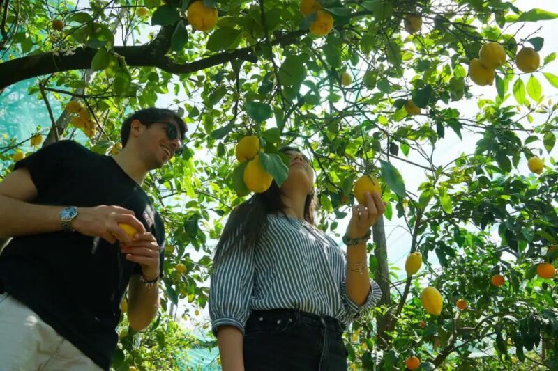 Sorrento: Authentic Lemon Experience in a Farm with Tastings - Take Home a Piece of Sorrento