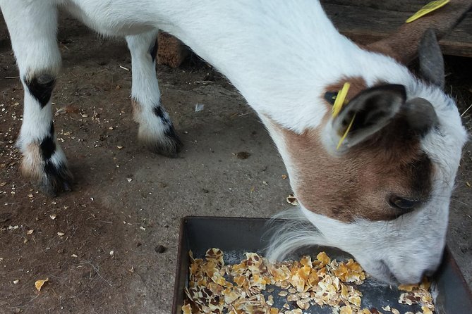 Sorrento Farm and Food Experience including Olive Oil, Limoncello, Wine tasting - Visiting La Masseria Farm in Sorrento: A Family-Run Gem