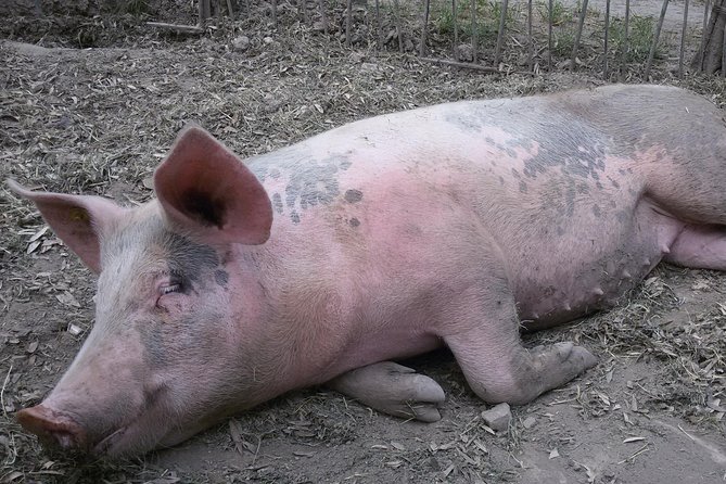 Sorrento Farm and Food Experience including Olive Oil, Limoncello, Wine tasting - Guides and Family Hospitality