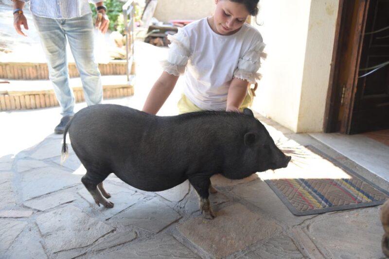 Sorrento: Farm Tour with Cheese Tasting & Pizza Making Class - Scenic Setting in the Hills of Sorrento