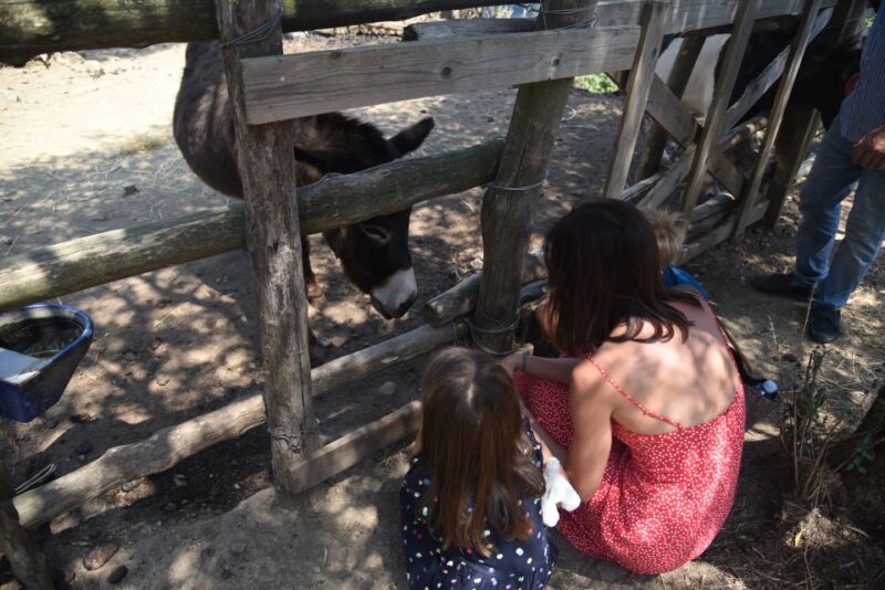 Sorrento: Farm Tour with Cheese Tasting & Pizza Making Class - Host Expertise and Family Atmosphere