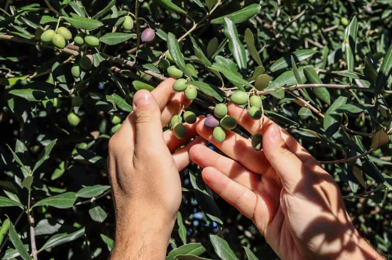 Sorrento: Guided Olive Mill Visit with Tastings - Starting Point and Logistics: From Your Accommodation to the Olive Mill