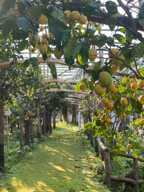 Sorrento: Lemon Garden Tour with Marmalade Tasting - Key Points