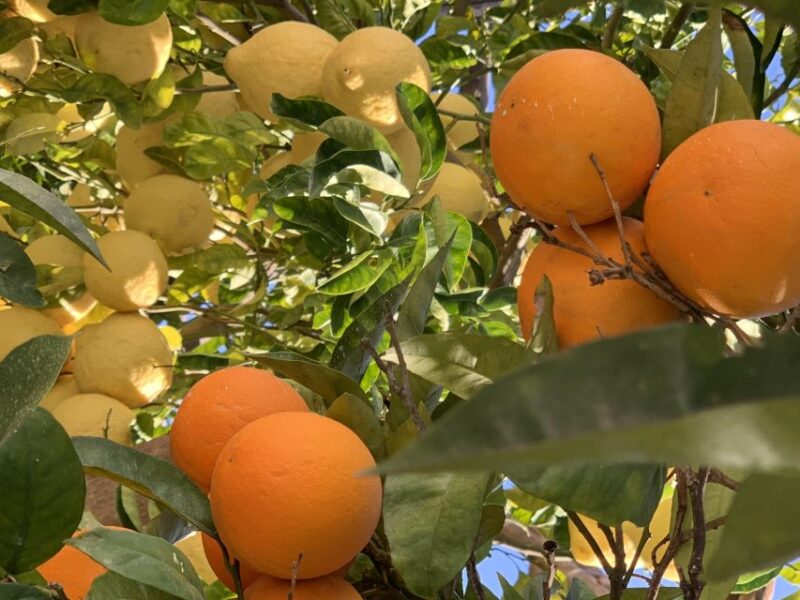 Sorrento: Lemon Garden Tour with Marmalade Tasting - Price, Value, and Additional Offerings