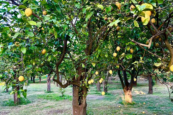 Sorrento Lemon Grove Experience with Local Product Tasting - Tasting the Flavors of Sorrento’s Citrus Heritage