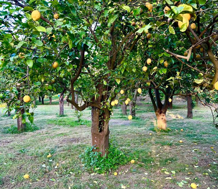 Sorrento Lemon Tour - Explore the Sorrento Lemon Garden for an Authentic Experience