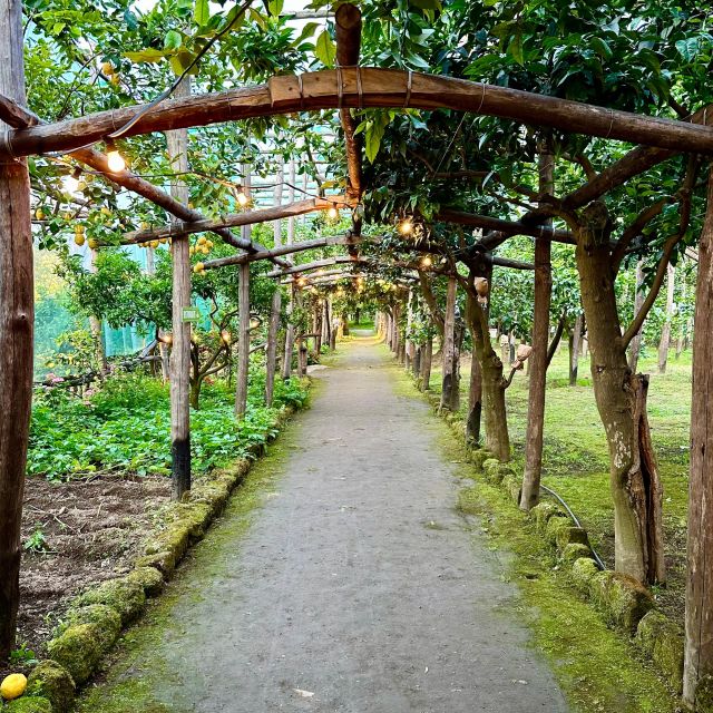 Sorrento Lemon Tour - Discovering the Cultivation of Sorrento Lemons
