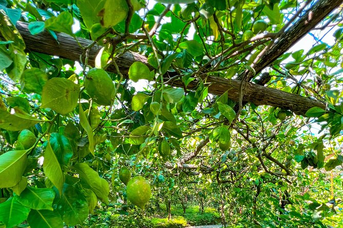 Sorrento Peninsula: tour in e-bike - Exploring SantAgnello’s Historic Center